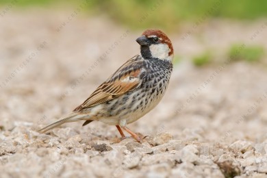 spanish-sparrow_5116