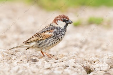 spanish-sparrow_5122