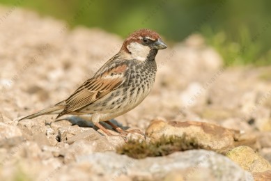 spanish-sparrow_55002k