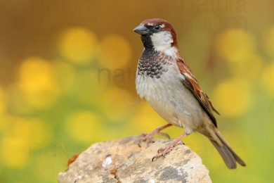 italian-sparrow_9046