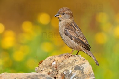 italian-sparrow_9205