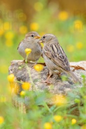 italian-sparrow_9698