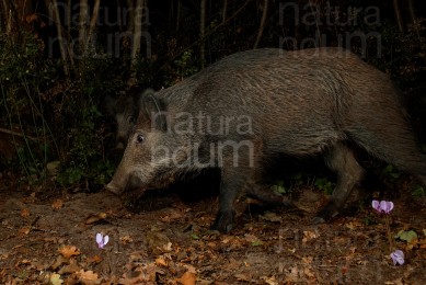 wild-boar_7269