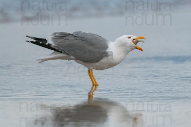 yellow-legged-gull_6724