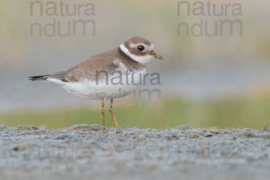common-ringed-plover_1826