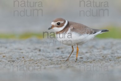 common-ringed-plover_1833
