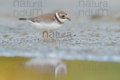 common-ringed-plover_1862