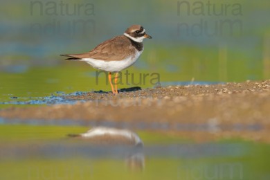 common-ringed-plover_3941