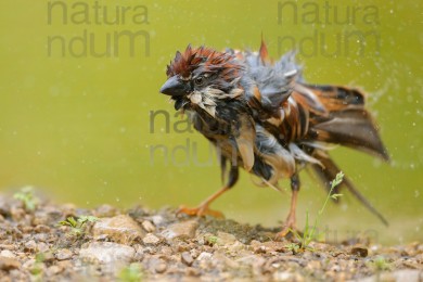 italian-sparrow_6906