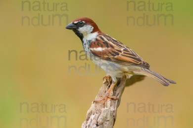 italian-sparrow_7819