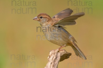 italian-sparrow_7851