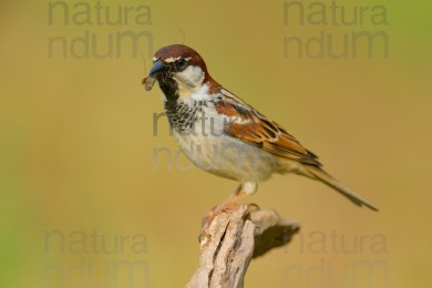 italian-sparrow_7957