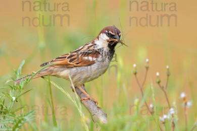 italian-sparrow_8121