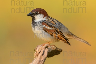 italian-sparrow_8745