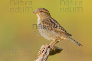 italian-sparrow_8788