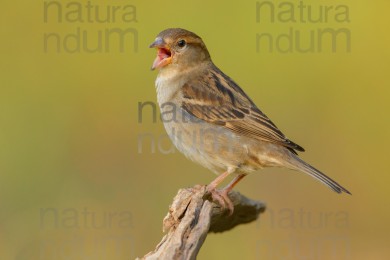 italian-sparrow_8791