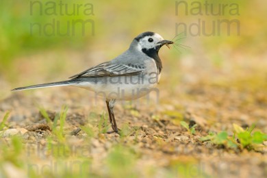 white-wagtail_0095