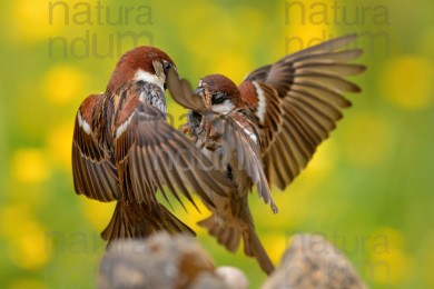 italian-sparrow_5265