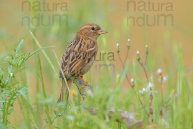 italian-sparrow_8259