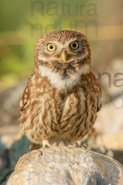 little-owl_1561