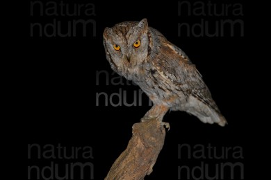 Eurasian-Scops-Owl_2598