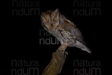 eurasian-scops-owl_2591