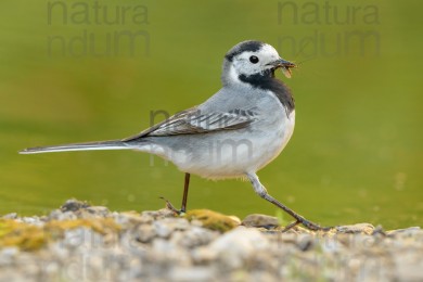 white-wagtail_0141