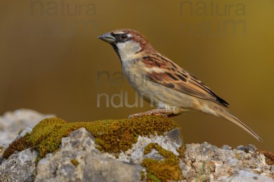 italian-sparrow_0400