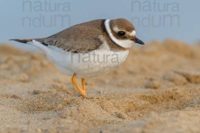 common-ringed-plover_9693