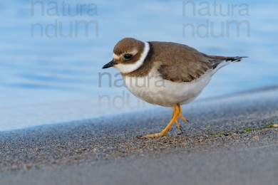common-ringed-plover_9826