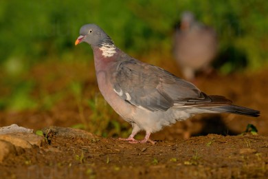 common-wood-pigeon_1985