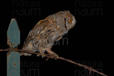 eurasian-scops-owl_2661