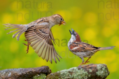 italian-sparrow_8485