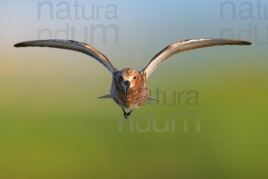 curlew-sandpiper_4989