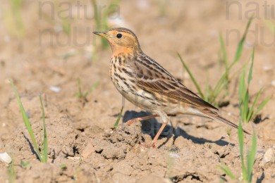 red-throated-pipit_0726