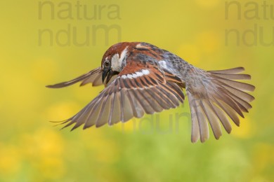 italian-sparrow_6461