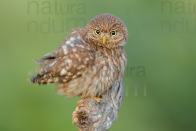 little-owl_1093