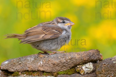 italian-sparrow-juv_0679
