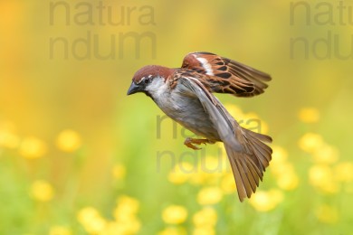 italian-sparrow_0125
