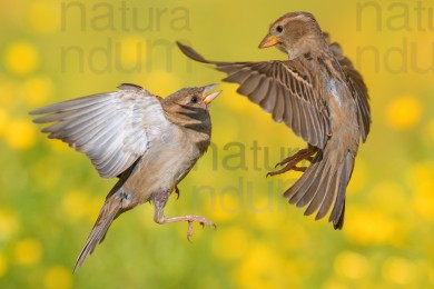 italian-sparrow_2264