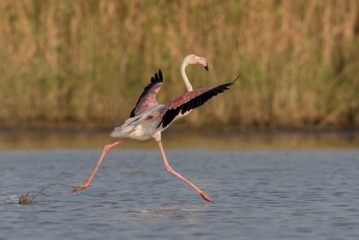 greater-flamingo_6277