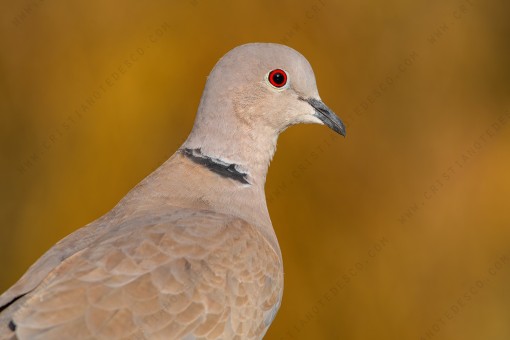 eurasian-collared-dove_0324
