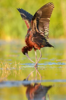 Glossy Ibis (Plegadis falcinellus)