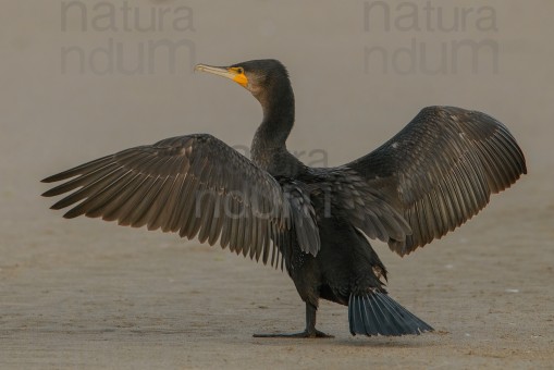 great-cormorant_7379