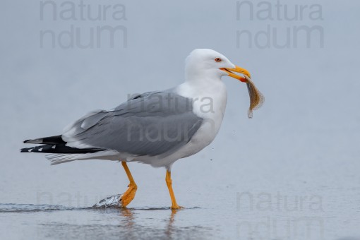 yellow-legged-gull_6657