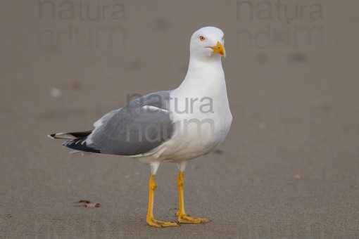 yellow-legged-gull_7202
