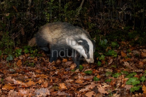 European badger (Meles meles)