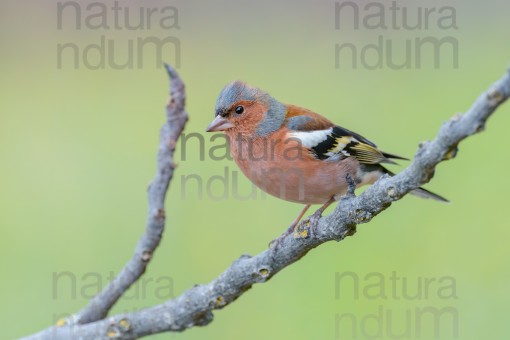 common-chaffinch_0992