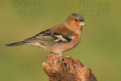 common-chaffinch_3968