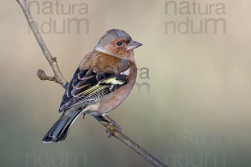 common-chaffinch_4271